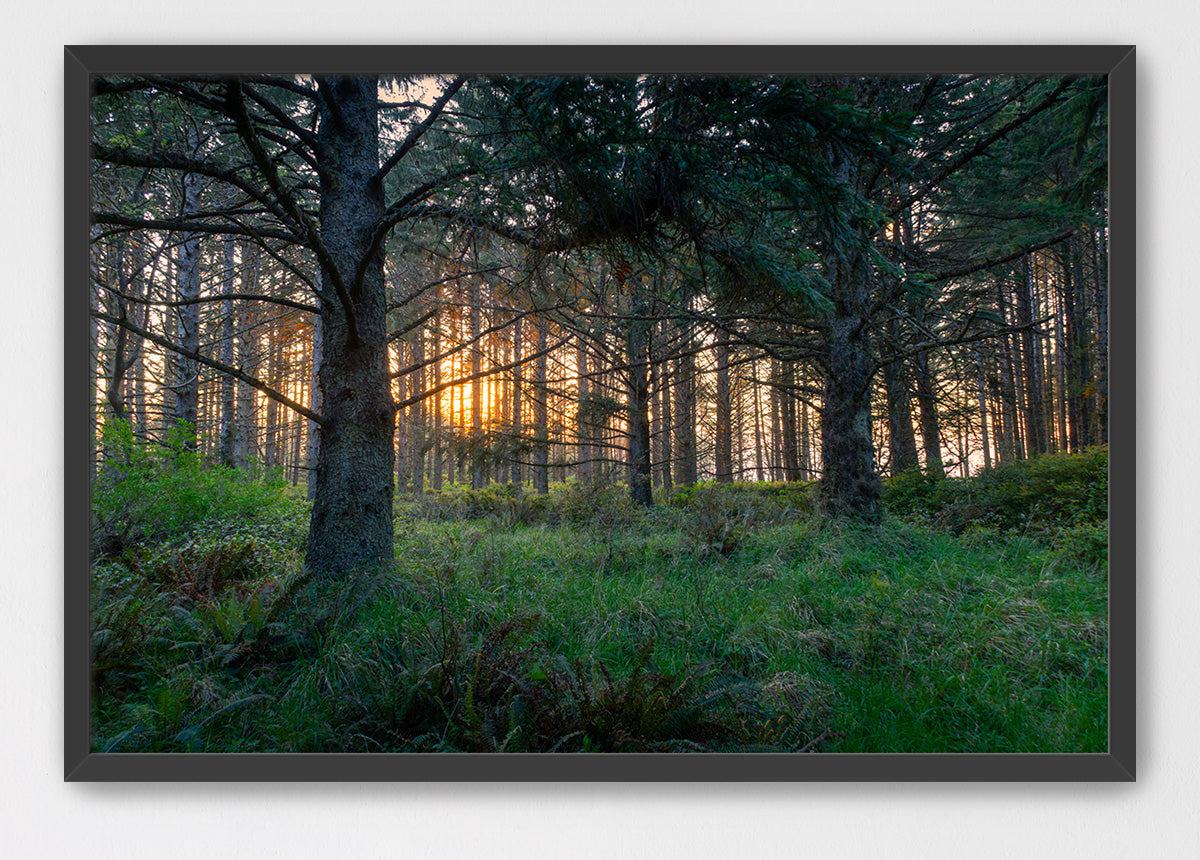 Coastal Forest Sunset