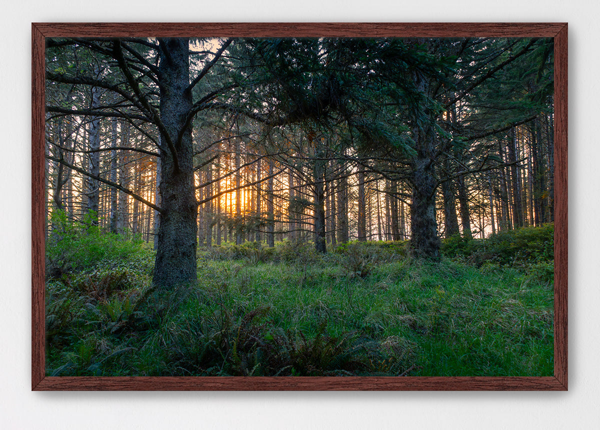 Coastal Forest Sunset