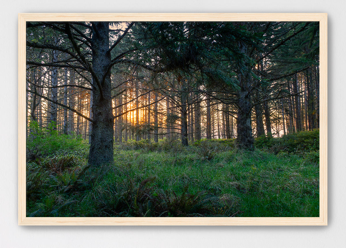Coastal Forest Sunset