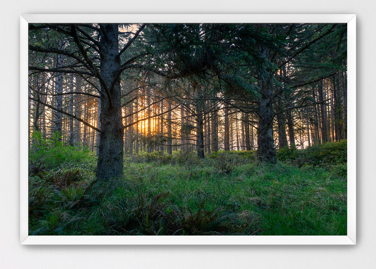 Coastal Forest Sunset