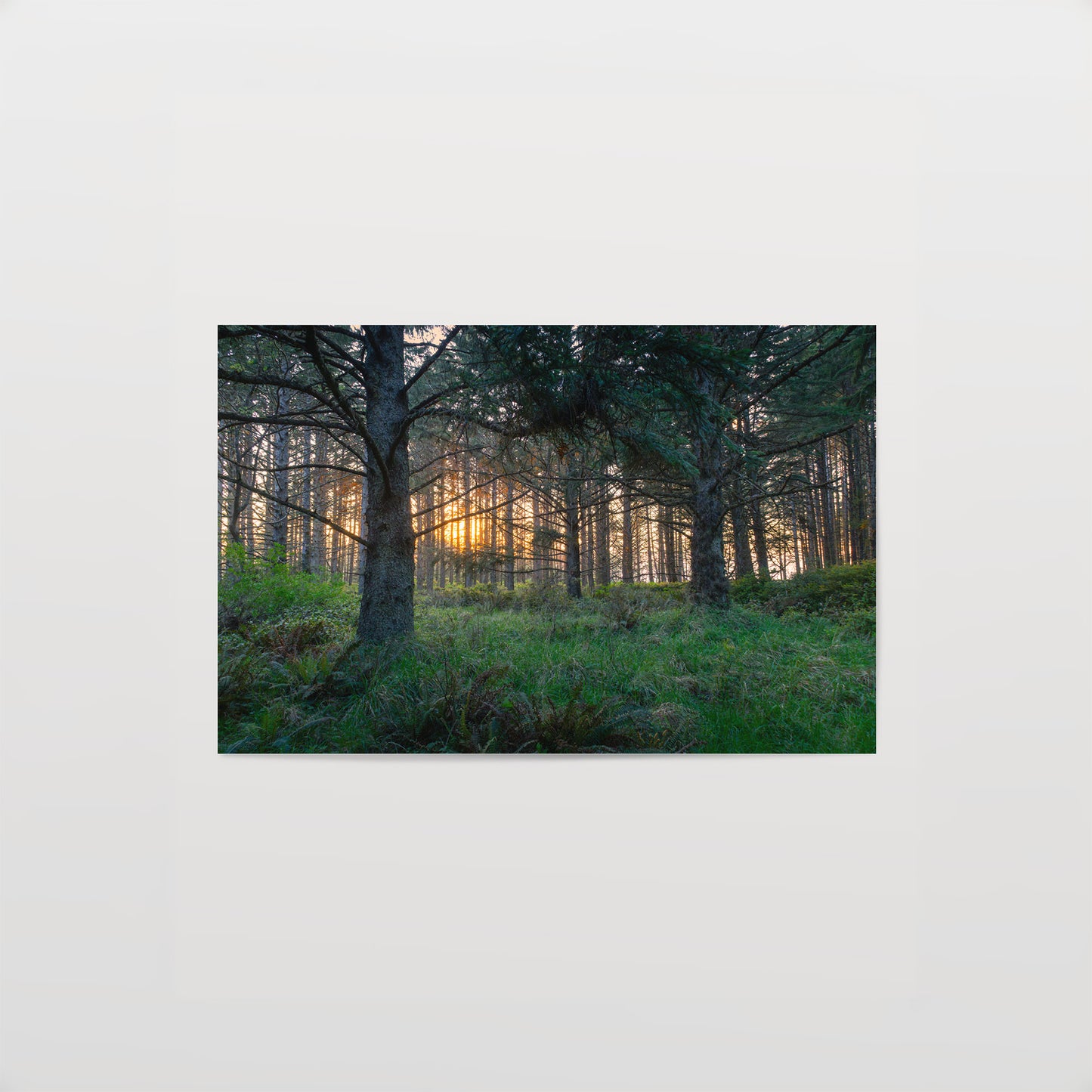 Coastal Forest Sunset