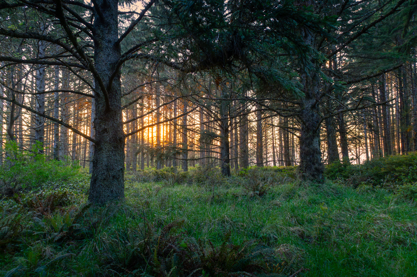 Coastal Forest Sunset