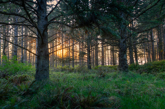 Coastal Forest Sunset